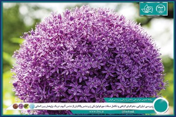 ایران در تنوع زایی و بوم زادی جنس پیاز جایگاهی استثنایی دارد
