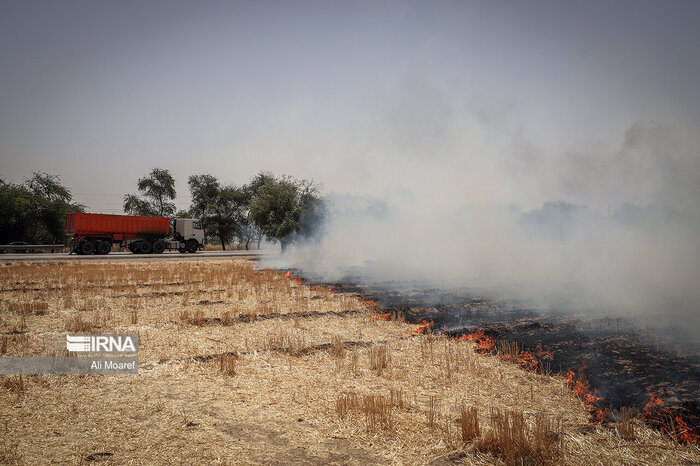 ۱۰ هکتار از مزارع گندم بهشهر خاکستر شد