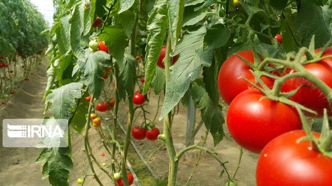 کشت بیش از پنج هزار هکتار محصولات بهاره در ملایر