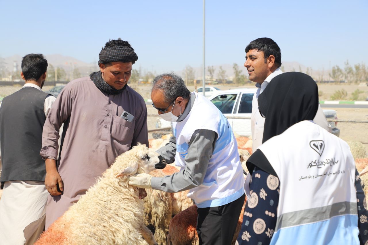 ۲۷ هزار راس دام قربانی وارد سیستان و بلوچستان شد