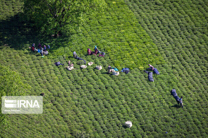 افزون بر ۵۵ هزار تُن برگ سبز چای در مازندران و گیلان برداشت شد