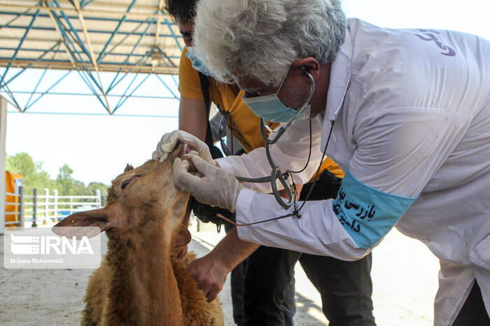 خطر شیوع سویه جدید تب برفکی در مازندران؛ دامداریهای سنتی روزانه پایش میشوند