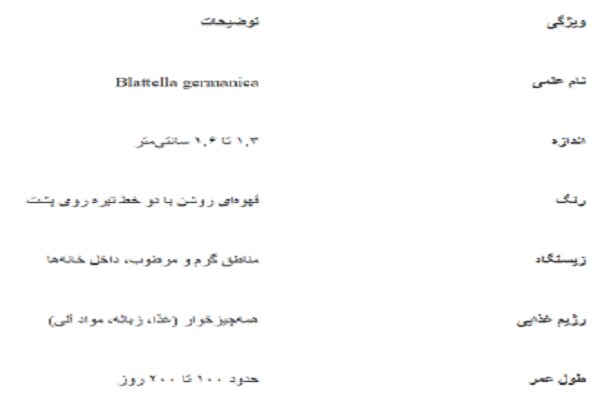 سریع ترین راه از بین بردن سوسک آلمانی