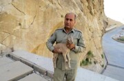 محیط‌بان بهبهانی هدف گلوله شکارچیان قرار گرفت/ پلیس در تعقیب قاتلان