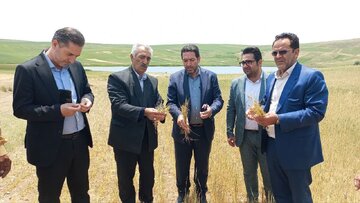 خسارت ۲۹ هزار میلیارد ریالی به کشاورزان هشترودی