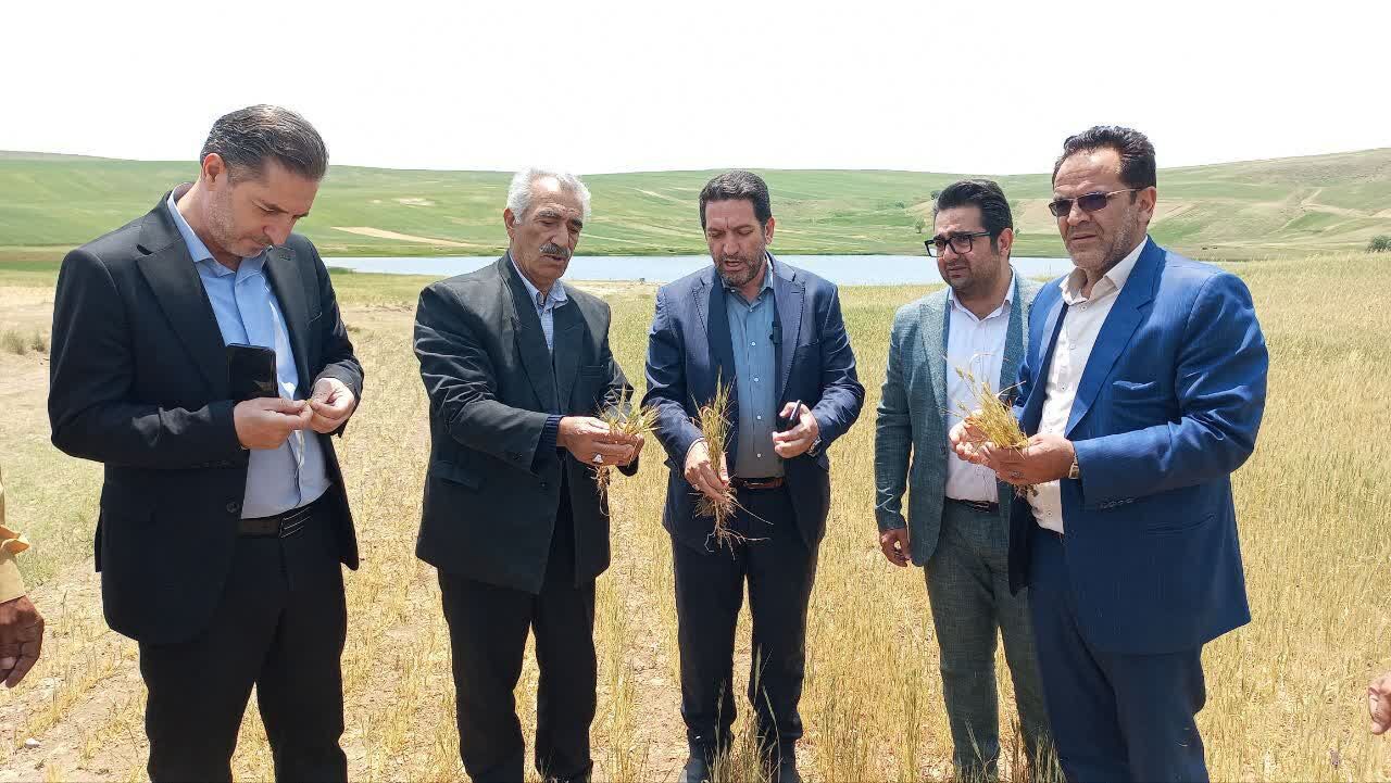 خسارت ۲۹ هزار میلیارد ریالی به کشاورزان هشترودی