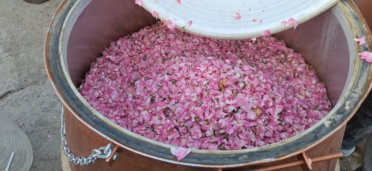 آغاز جشنواره ملی گلابگیری و سوغات اقوام در کرج+فیلم