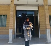 «بره قوچ» زخمی به محیط‌بانان سبزوار تحویل داده شد