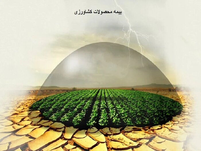 مهلت بیمه برنج تا پایان خرداد/ ۱۹ هزار برنجکار گیلانی بیمهنامه گرفتند