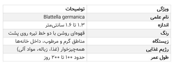 سریع ترین راه از بین بردن سوسک آلمانی