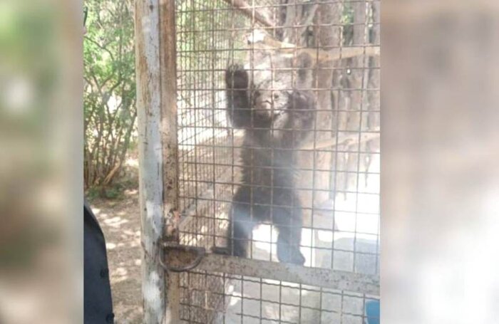 جستجو برای یافتن توله خرس گمشده در پردیسان ادامه دارد