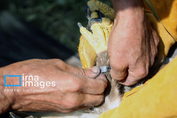 Province de Hamedan : La protection des oiseaux de proie
