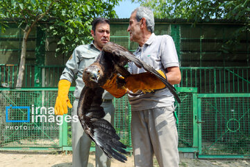 Province de Hamedan : La protection des oiseaux de proie