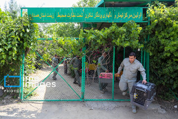 Province de Hamedan : La protection des oiseaux de proie