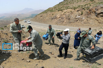 Province de Hamedan : La protection des oiseaux de proie