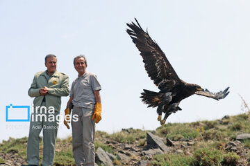 Province de Hamedan : La protection des oiseaux de proie