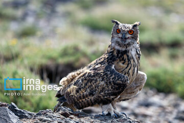 Province de Hamedan : La protection des oiseaux de proie