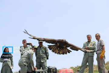 Province de Hamedan : La protection des oiseaux de proie
