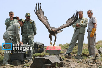 Province de Hamedan : La protection des oiseaux de proie