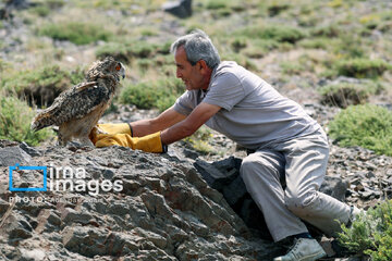 Province de Hamedan : La protection des oiseaux de proie