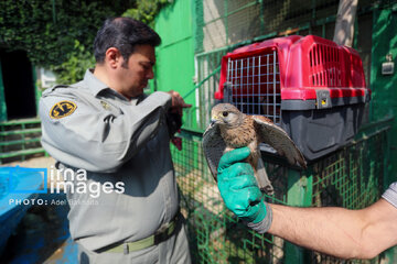 Province de Hamedan : La protection des oiseaux de proie