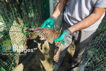 Province de Hamedan : La protection des oiseaux de proie