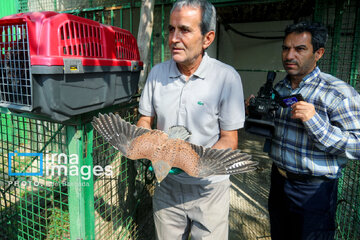 Province de Hamedan : La protection des oiseaux de proie