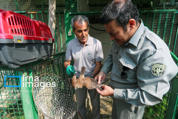Province de Hamedan : La protection des oiseaux de proie