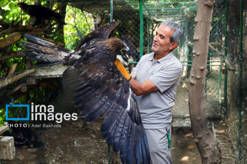 Province de Hamedan : La protection des oiseaux de proie