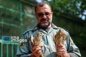 Province de Hamedan : La protection des oiseaux de proie