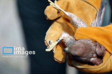 Province de Hamedan : La protection des oiseaux de proie