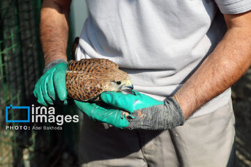Province de Hamedan : La protection des oiseaux de proie