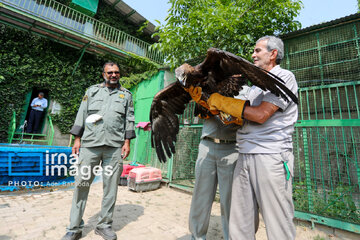 Province de Hamedan : La protection des oiseaux de proie