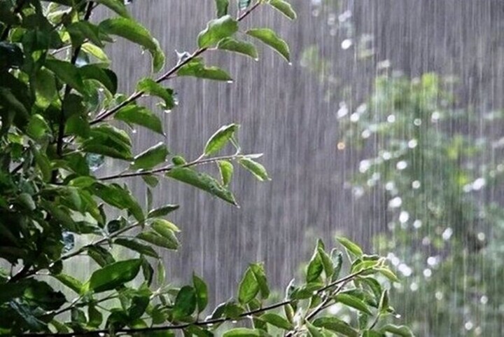 یک فنجان آب، یک دانه برنج!