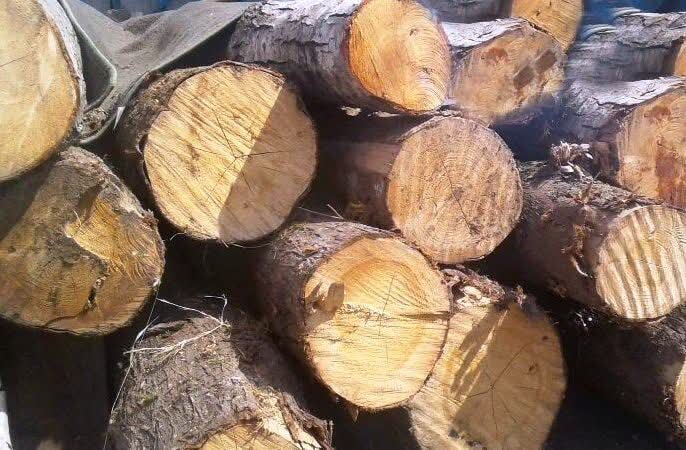 انهدام ۳۰ گروه سازمان یافته قاچاق چوب در مازندران؛ ۹۰۰ متخلف دستگیر شدند