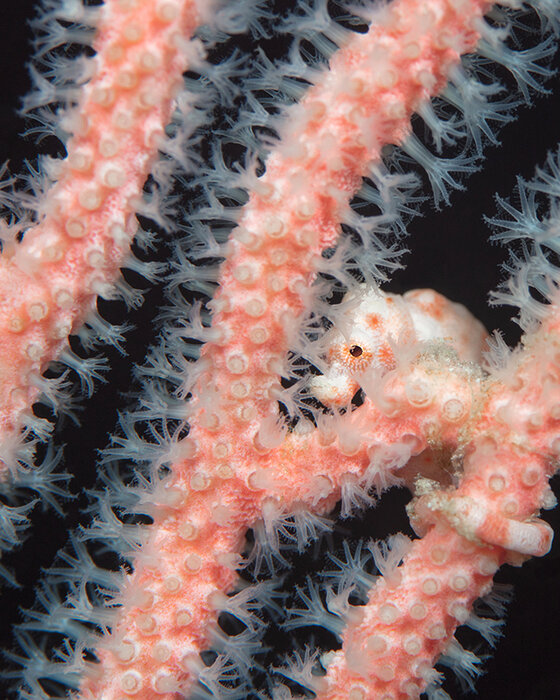 ۸ ژوئن؛ روزی برای حمایت از آنچه حمایتمان میکند