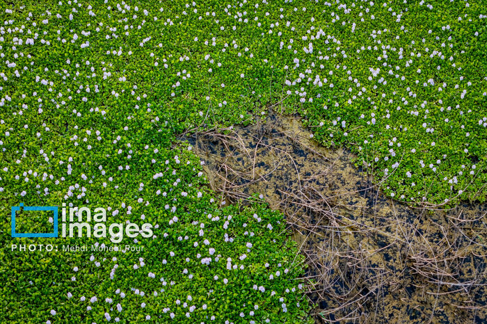 «سنبل آبی» تهدیدی برای امنیت غذایی کشور