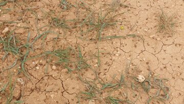 عملیات مهار آفت در ۵ هزار هکتار از اراضی کشاورزی اصفهان آغاز شد