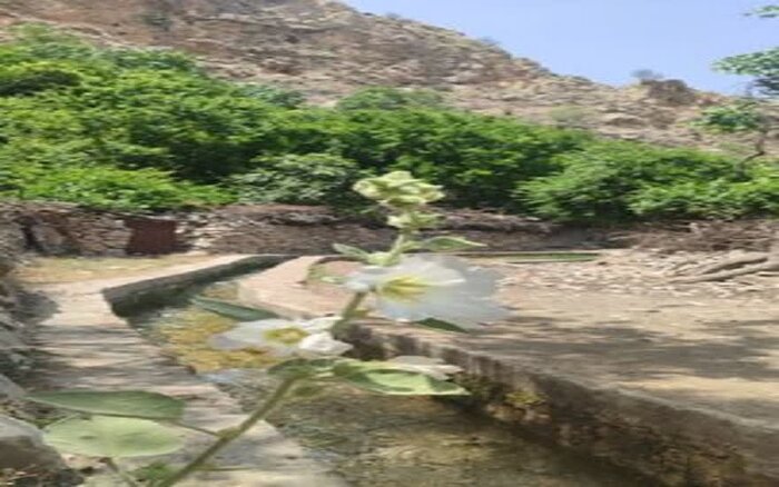 جشنواره انار آغازگر مسیر جهانی شدن «مارین» گچساران