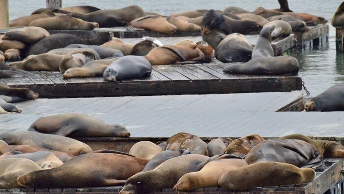 کشف لاشه یک فوک خزری در ساحل جویبار؛ شمار تلفات به ۴۴ قلاده رسید