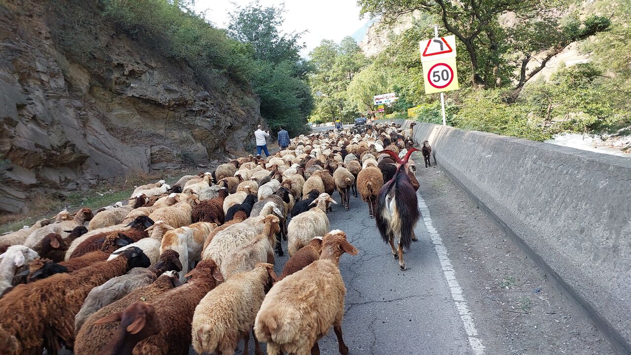 جاده کندوان به علت عبور احشام مسدود شد+فیلم