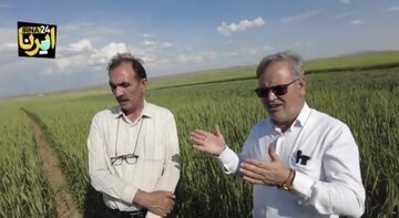 معاون وزیر جهاد کشاورزی: یافته‌های تحقیقات دیم تأمین کننده امنیت غذایی است