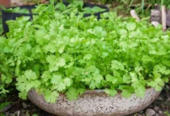 رشد ۳۵ درصدی کشت گشنیز در ملایر