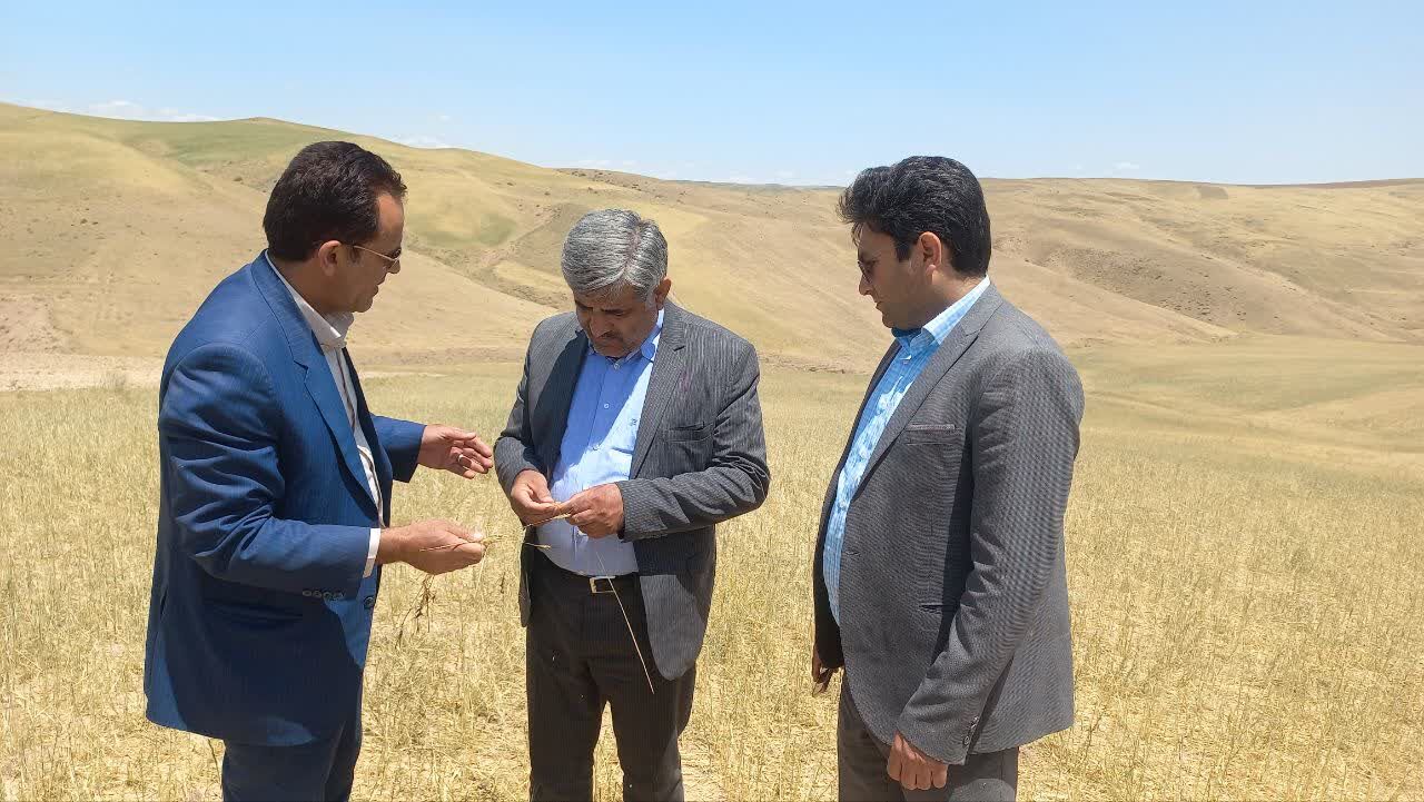 پیش بینی پرداخت ۱۳۰ هزار میلیارد ریال غرامت به بخش زراعت گندم کشور پیش بینی پرداخت ۱۳۰ هزار میلیارد ریال غرامت به بخش زراعت گندم کشور