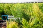 ایده‌آل هرمزگان در بهره‌گیری از ظرفیت‌ها برای رونق تولید و اشتغال