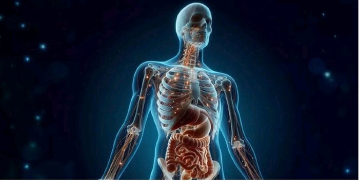 مزایای فیزیولوژی گایتون برای دانشجویان پزشکی