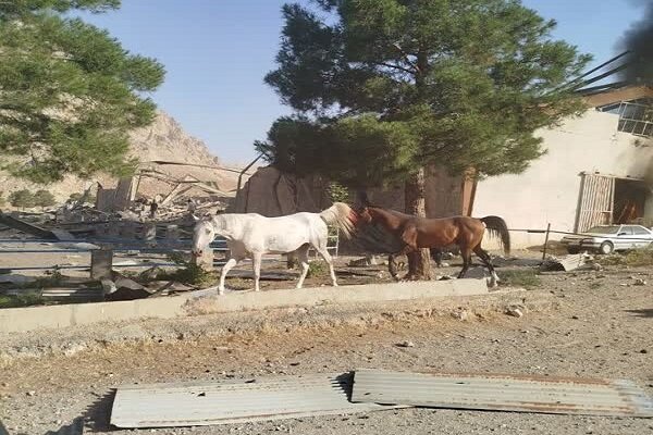 حدود ۶۰ راس اسب در حمله رژیم صهیونیستی به دهکده المپیک کرمانشاه تلف شد