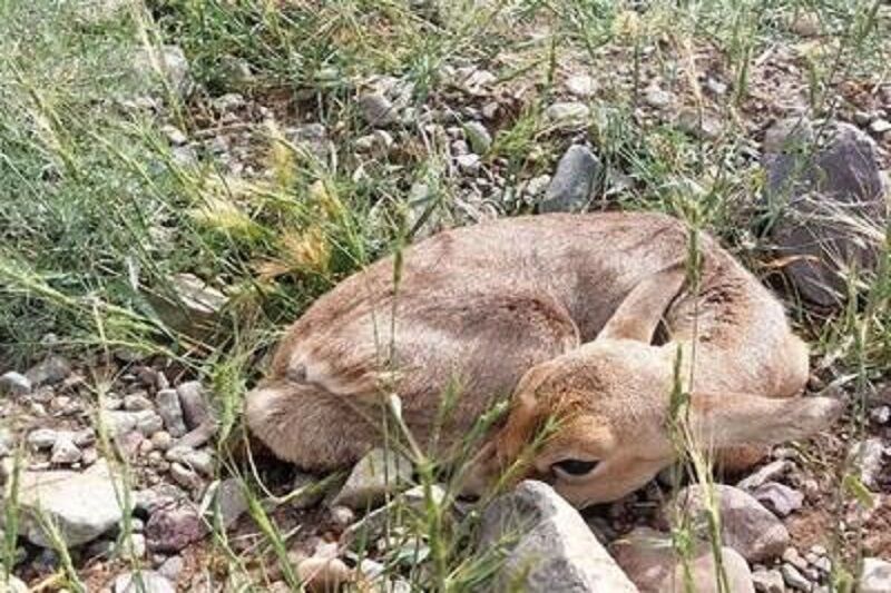تعداد جبیرهای منطقه نایبند بوشهر به ۷۰ راس رسید تعداد جبیرهای منطقه نایبند بوشهر به ۷۰ راس رسید