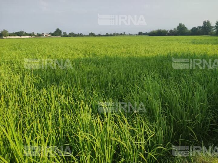 باران پس از ۵۰ روز به مازندران رسید