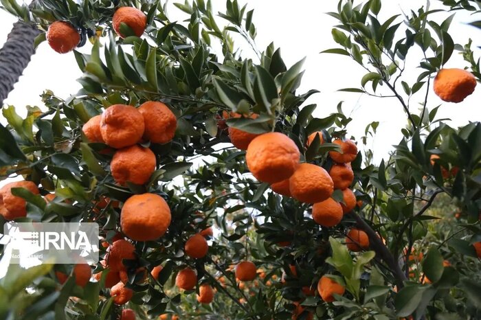 صادرات ته‌لنجی، چالش جدی ورود کیوی و مرکبات مازندران به بازارهای جهانی